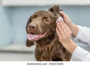 Vet Cleaning Dogs Ear At Vet Clinic