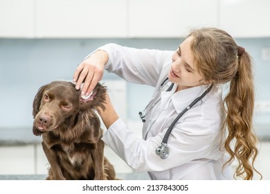 Vet cleaning dogs ear at vet clinic.