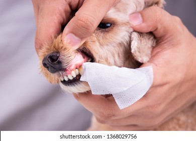 Vet Cleaning Pet Dog Teeth Coated With Plaque With Swab. Pet Oral Care Important To Prevent Tooth Loss.