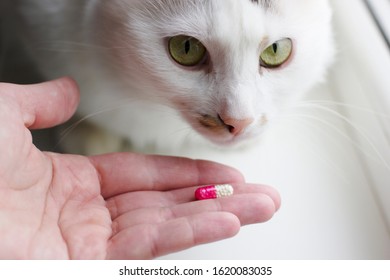 Vet Clinic. The Cat Is Given A Pill