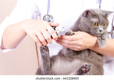 the vet cut the cats claws, white background