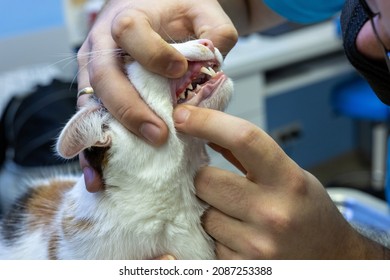 Vet Dentist Looking At Red And Swollen Gums Of A Cat In A Clinic, Concept, Examination And Treatment Of Pets 