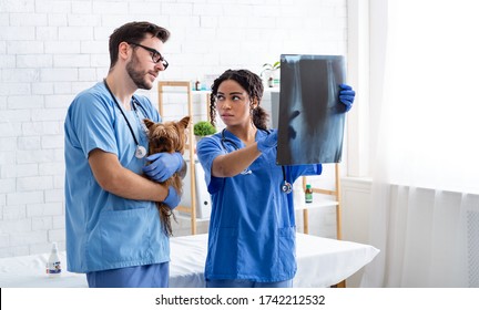 Vet Doctor With Assistant Studying Xray At Animal Hospital, Empty Space