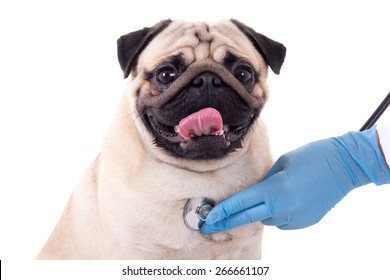 Vet Doctor Checking Dog With Stethoscope Isolated On White Background