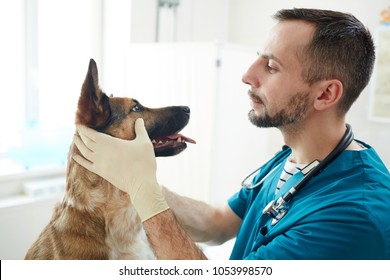 Vet Doctor Checking Eyes Of Fluffy Patient While Holding Its Muzzle