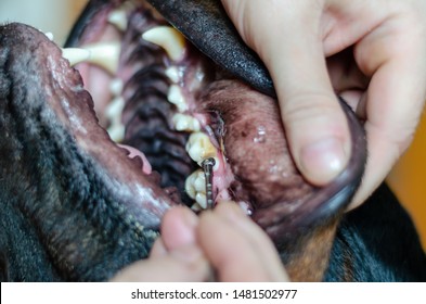 Vet Doctor Examines The Teeth Of A Rottweiler. Close-up. Soft Focus.