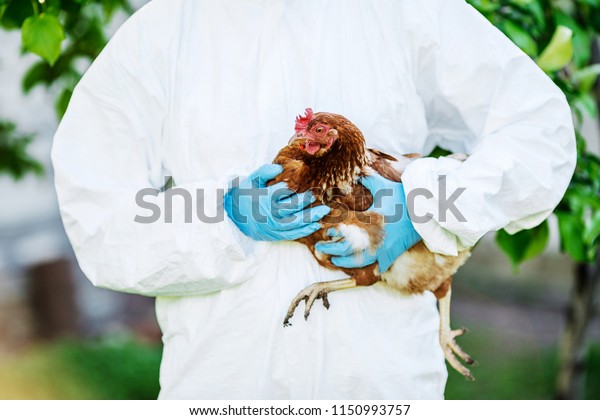 Vet doctor\
examining chicken.  Vet\
concept