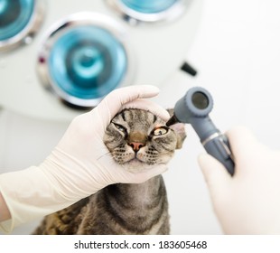 cat eye doctor