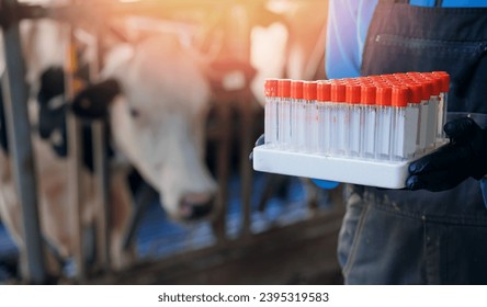 Vet doctor of livestock cattle. Professional veterinarian of ranch hold test tube for examining blood and health of cow farm.
