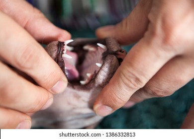 Vet Doctor Looking At Don Sphinx Cat's Teeth. Veterinary Stomatology, Close Up View