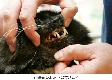 The Vet Doctor Looks At The Cat's Teeth. Veterinary Stomatology, Cat Stomatology