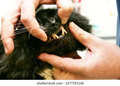 The vet doctor looks at the cat's teeth. veterinary stomatology, cat stomatology - Shutterstock ID 1377191156