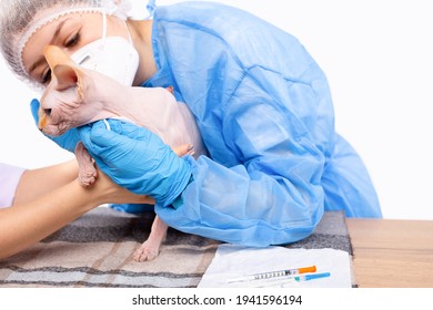 Vet Doctor Wearing Ppe And Protective Medical Mask Looking At Sphinx Cat Teeth. Veterinary Stomatology, Close Up View. Cat On The Table In Front Of The Doctor. Clinic Appointments, Close-up Palpation.