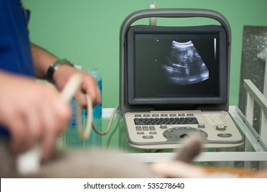 Cat Ultrasound Images Stock Photos Vectors Shutterstock