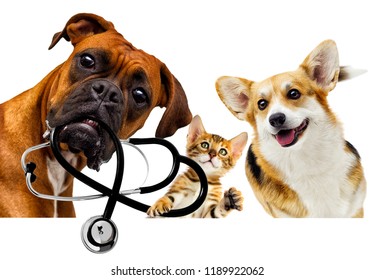 Vet Dog And Cat