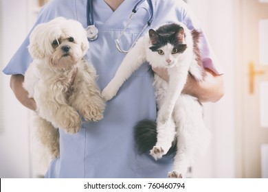 Vet With Dog And Cat In His Hands