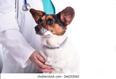 Vet With Dog, Sick Dog Visits The Animal Doctor Who Does The Examination, Isolated On White