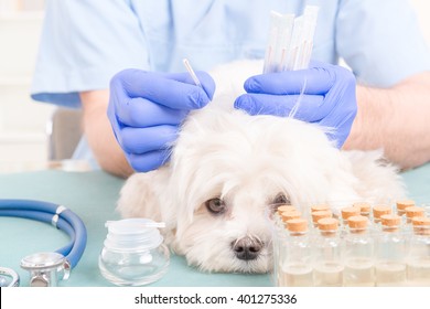 Vet Doing Acupuncture Treatment On Dog's Head