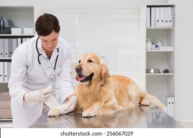 Vet Doing A Bandage At Dog In Medical Office