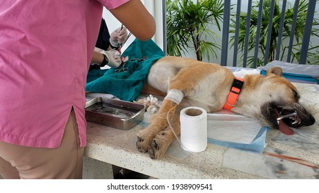 Vet Doing The Operation For Sterilization Of Dog.Outdoor Sterilization Operation For A Homeless Dog