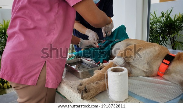 Vet doing the operation for\
sterilization of dog.Outdoor sterilization operation for a homeless\
dog.
