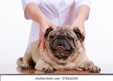 the vet examines the dog pug