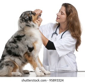 Vet Examining An Australian Shepherd In Front Of White Background