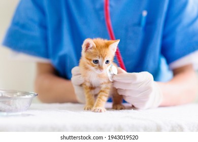 Vet examining cat. Kitten at veterinarian doctor. Animal clinic. Pet check up and vaccination. Health care for cats. - Powered by Shutterstock