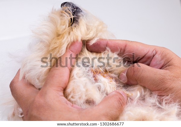 Vet examining dog with bad yeast and fungal infection on her skin and body. Itchy, darkened, dry peeling skin.