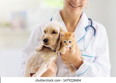 Vet Examining Dog And Cat. Puppy And Kitten At Veterinarian Doctor. Animal Clinic. Pet Check Up And Vaccination. Health Care.