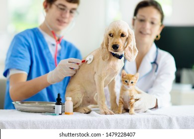 Vet Examining Dog And Cat. Puppy And Kitten At Veterinarian Doctor. Animal Clinic. Pet Check Up And Vaccination. Health Care.