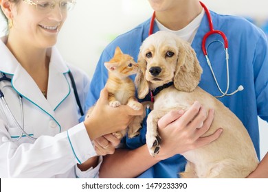 Vet Examining Dog And Cat. Puppy And Kitten At Veterinarian Doctor. Animal Clinic. Pet Check Up And Vaccination. Health Care.