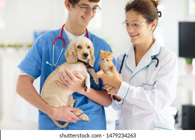 Vet Examining Dog And Cat. Puppy And Kitten At Veterinarian Doctor. Animal Clinic. Pet Check Up And Vaccination. Health Care.