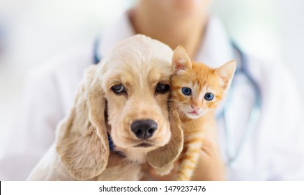 Vet Examining Dog And Cat. Puppy And Kitten At Veterinarian Doctor. Animal Clinic. Pet Check Up And Vaccination. Health Care.