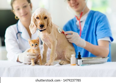 Vet Examining Dog And Cat. Puppy And Kitten At Veterinarian Doctor. Animal Clinic. Pet Check Up And Vaccination. Health Care.