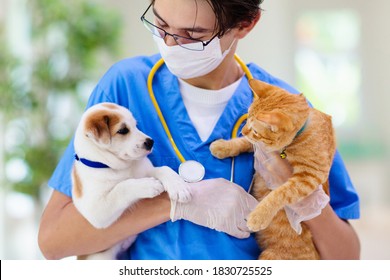 Vet Examining Dog And Cat. Puppy And Kitten At Veterinarian Doctor. Animal Clinic. Pet Check Up And Vaccination. Health Care For Dogs And Cats.