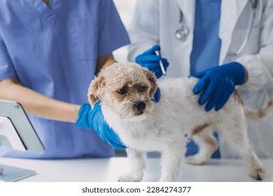 Vet examining dog and cat. Puppy and kitten at veterinarian doctor. Animal clinic. Pet check up and vaccination. Health care. - Powered by Shutterstock