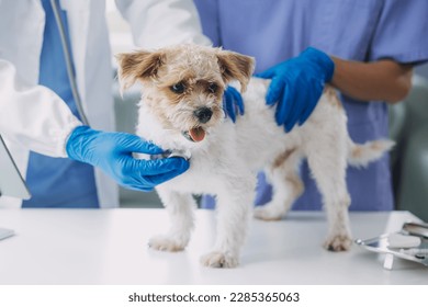 Vet examining dog and cat. Puppy and kitten at veterinarian doctor. Animal clinic. Pet check up and vaccination. Health care. - Powered by Shutterstock