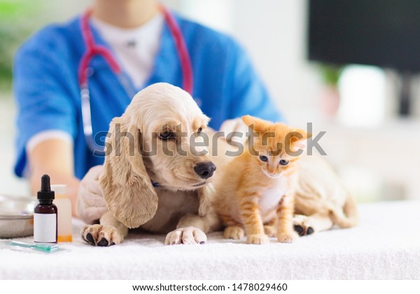 Vet examining dog and cat. Puppy and kitten at\
veterinarian doctor. Animal clinic. Pet check up and vaccination.\
Health care.