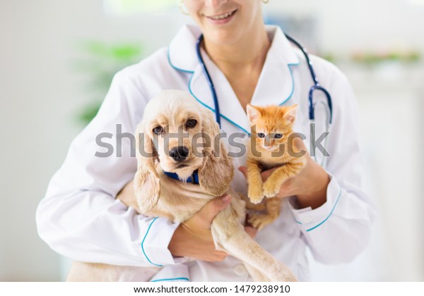 Vet examining dog and cat. Puppy and kitten at\
veterinarian doctor. Animal clinic. Pet check up and vaccination.\
Health care.