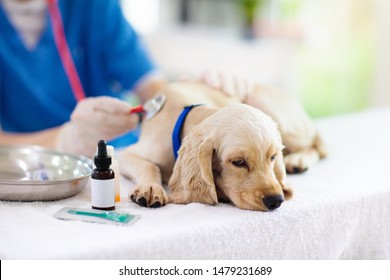 Vet Examining Dog. Puppy At Veterinarian Doctor. Animal Clinic. Pet Check Up And Vaccination. Health Care.