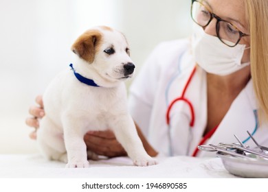 犬 注射 の画像 写真素材 ベクター画像 Shutterstock