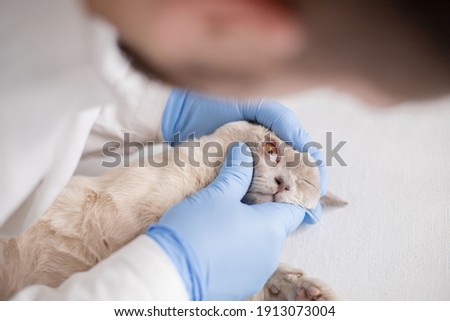 Vet examining eyes of a Burmese cat in a veterinary clinic. Veterinarian in medical gloves is checking the eye of  cat.