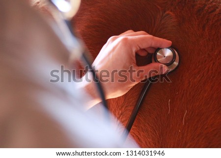 Vet examining horse with stethoscope