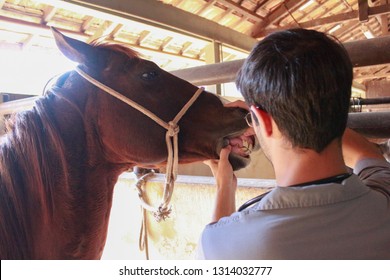 Vet examining horse teeth - Powered by Shutterstock