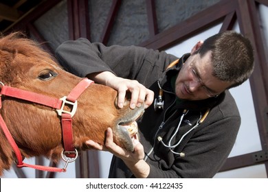 Vet Examining Horse Teeth