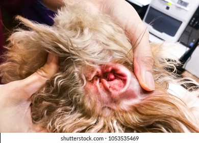Vet examining inflammed ear infection of pet dog in clinic