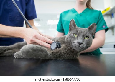 Vet Examining Pet Cat With Stethoscope On Table In Surgery