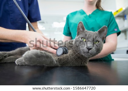 Image, Stock Photo cat Table Animal Pet Cat 1