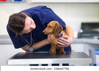 Vet Examining Pet Dog On Table In Consulting Room In Surgery